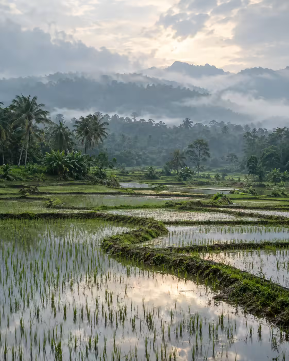 Sri Lankan paddy fields holding the morning rain
