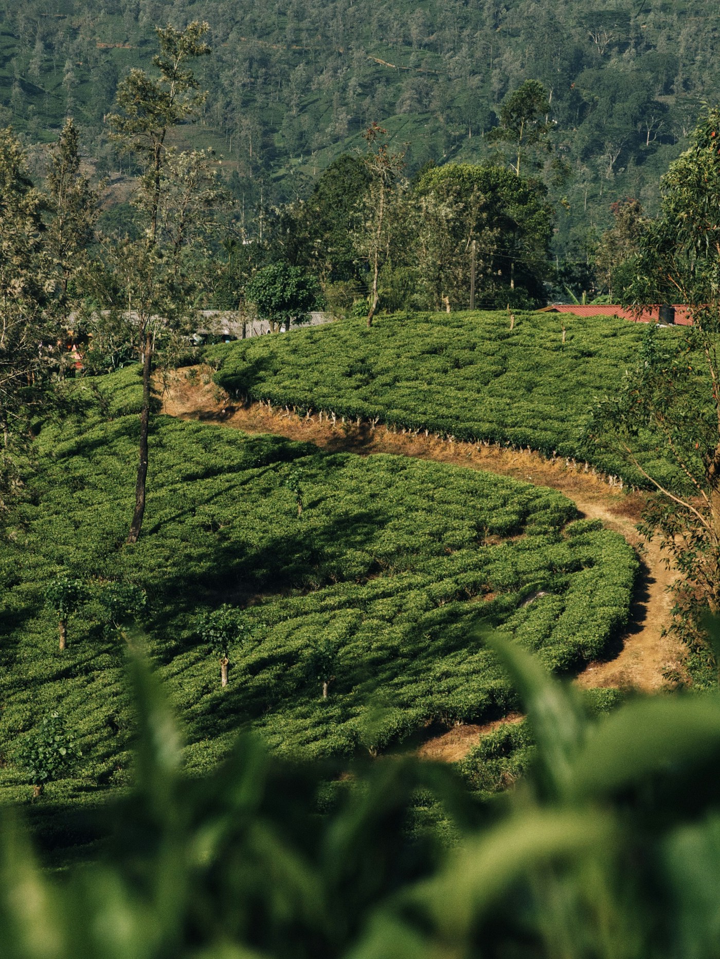 Green Sri Lankan highlands moving into mist